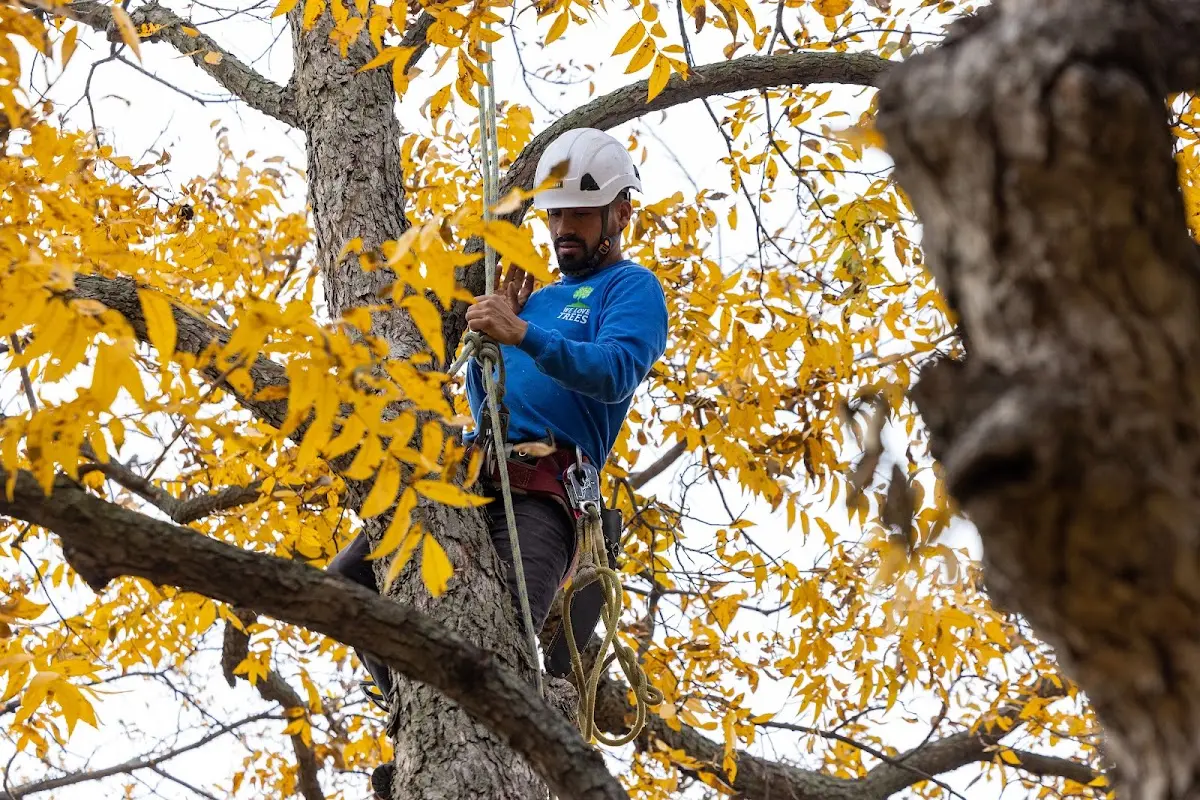 Skilled Tree Planing crew working in Moorefield